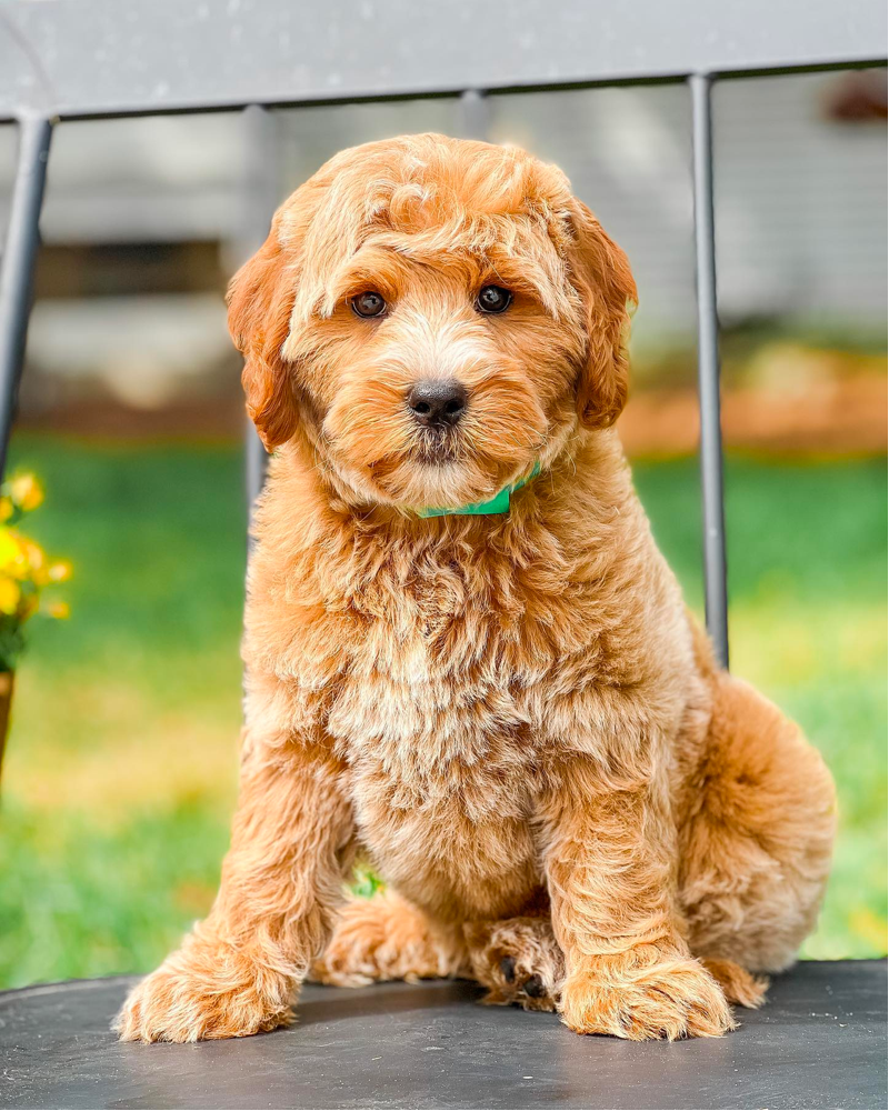 mini english goldendoodle