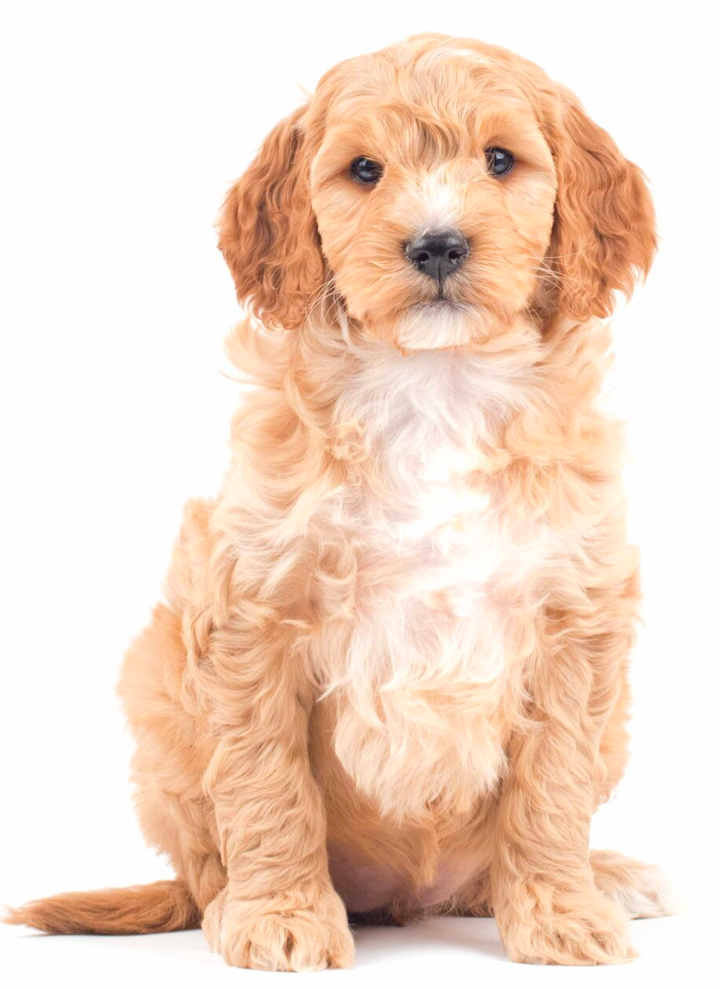 multigen goldendoodle price