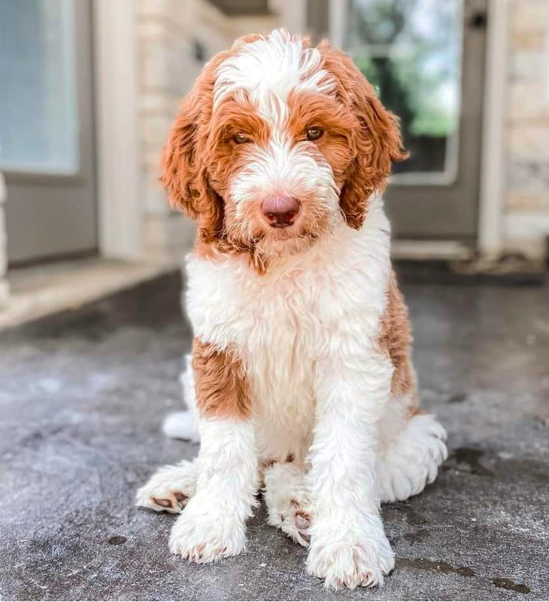 red and White Goldendoodle