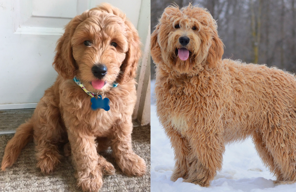 wavy coat goldendoodle