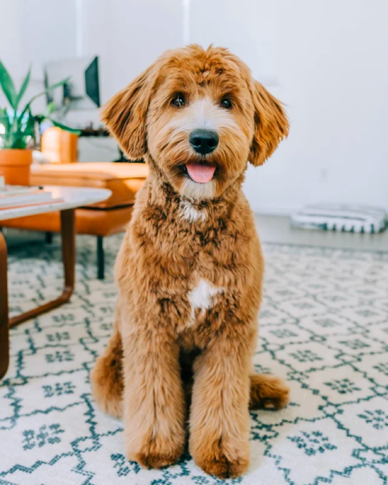 10 month old multigen golden doodle