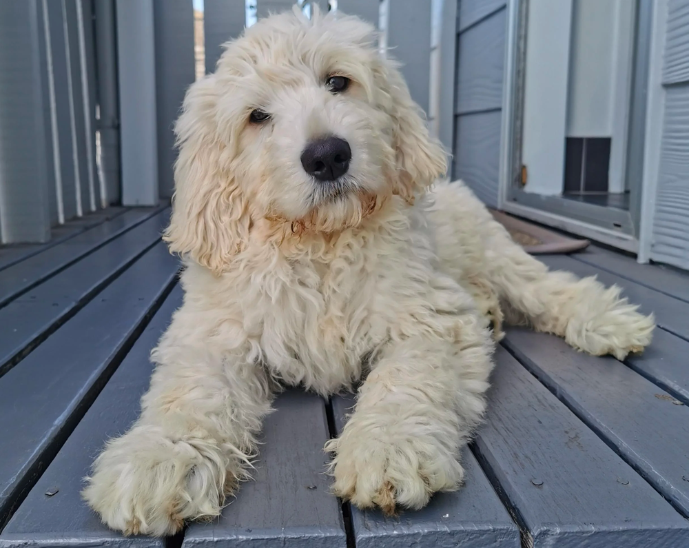 3 Month Old Goldendoodle