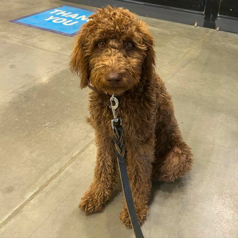 16 week old goldendoodle