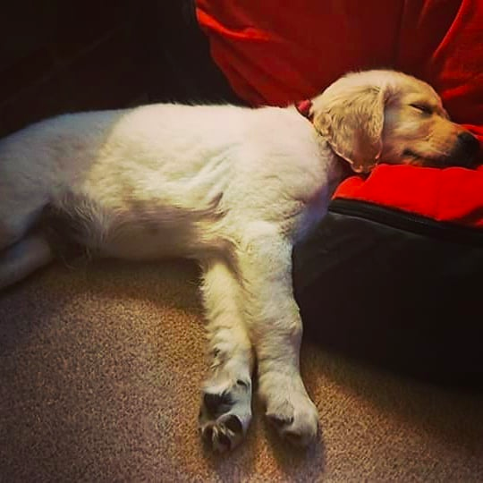 3 Month Old Goldendoodle sleep