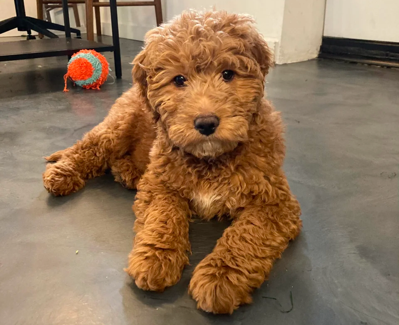 3 Month Old Goldendoodle