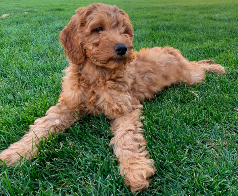 3 Month Old Goldendoodle: Playful and Energetic Puppy