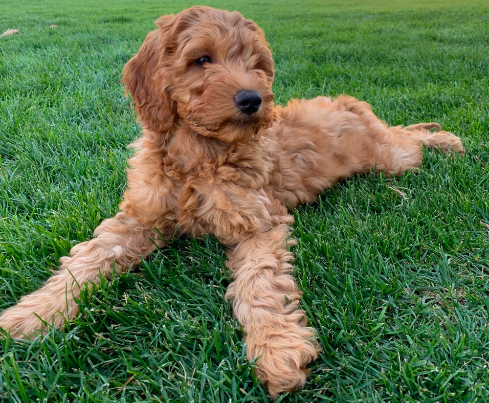 3 month old mini goldendoodle