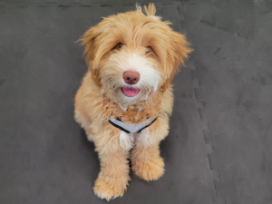 4 month old Goldendoodle puppy