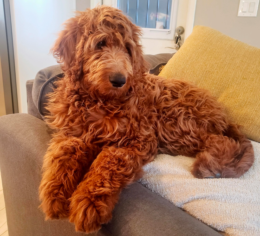 4 month old goldendoodle