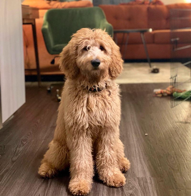 5 month old F1b standard Goldendoodle