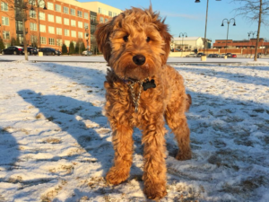 5 month old mini goldendoodle