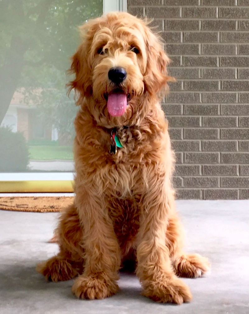 6 month old goldendoodle