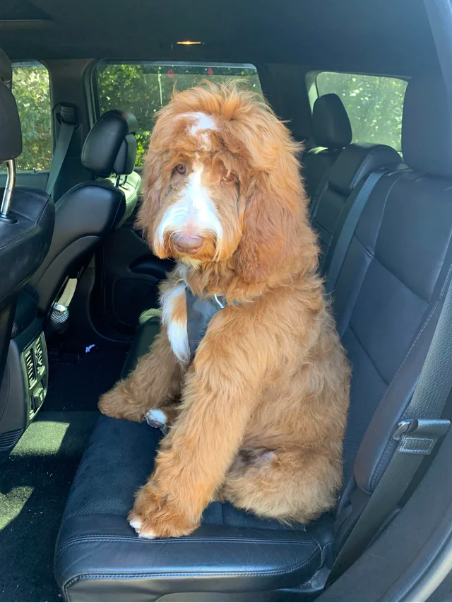 6 month old stanndard Goldendoodle