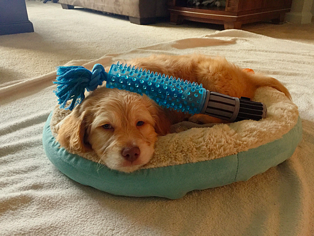 8-week-old Goldendoodle Puppy Sleep