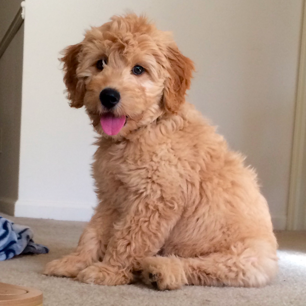 8 week old Goldendoodle