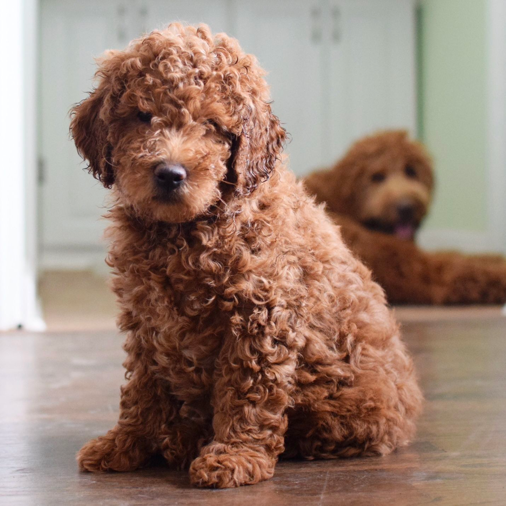 8 week old mini Goldendoodle