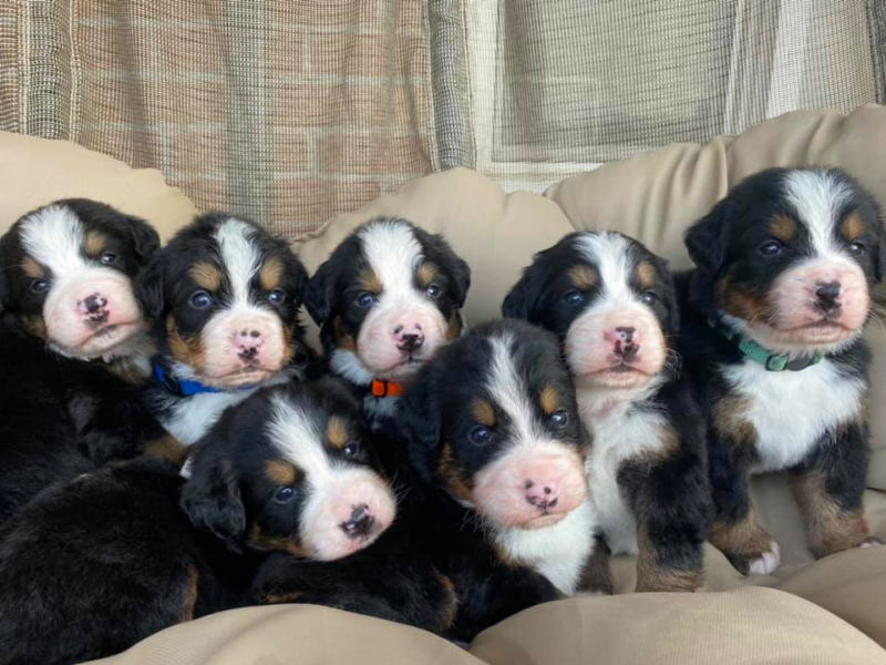 Top 4 Best Bernese Mountain Dog Breeders In Virginia (VA)