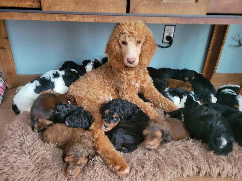 Top 10 Best Bernedoodle Breeders in Michigan (MI)