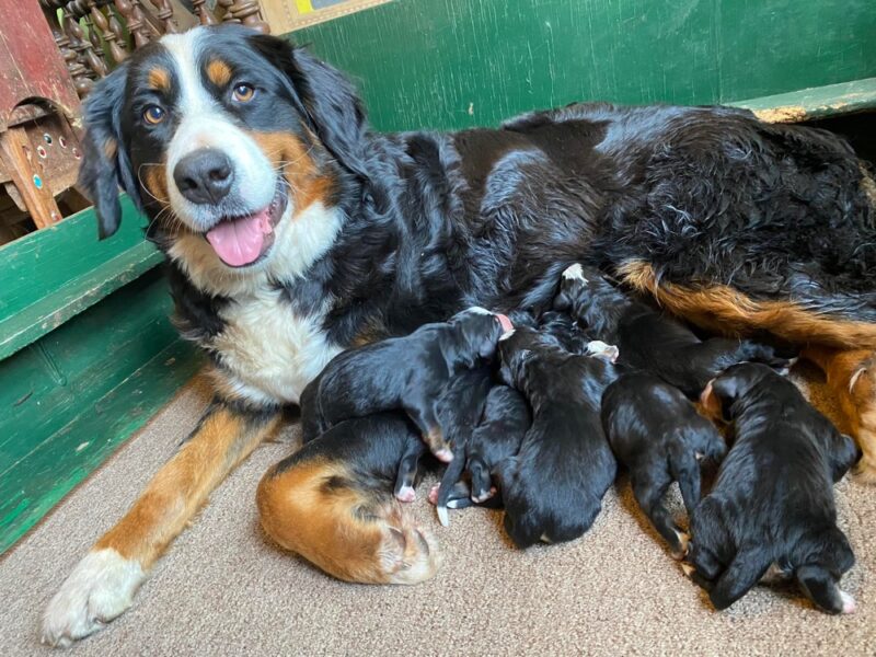 Bernese Mountain Dog Breeders Near Me Your Ultimate Guide