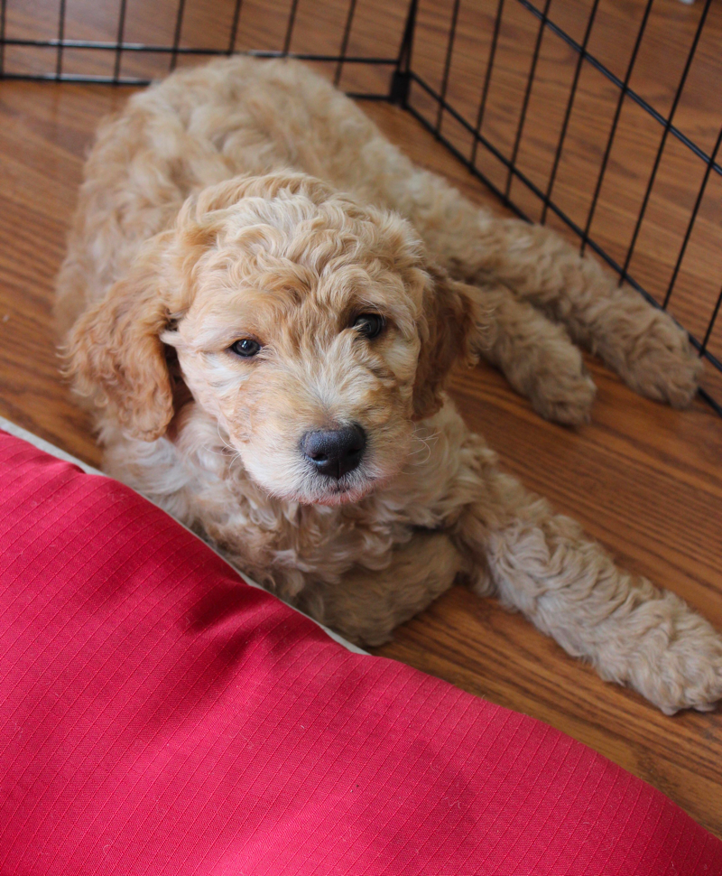Crate Training 8 week old goldendoodle