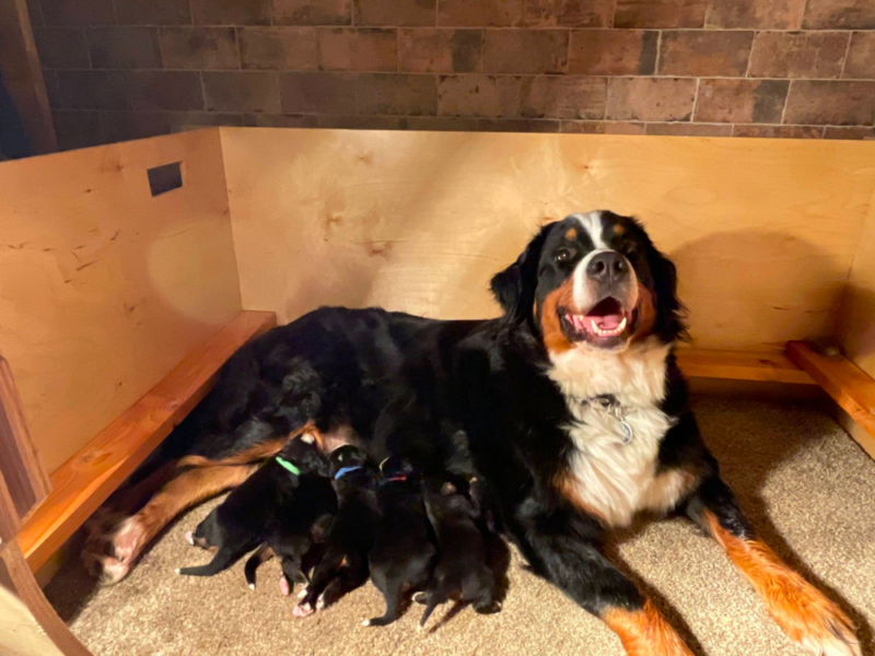 Top 6 Best Bernese Mountain Dog Breeders in Minnesota (MN)
