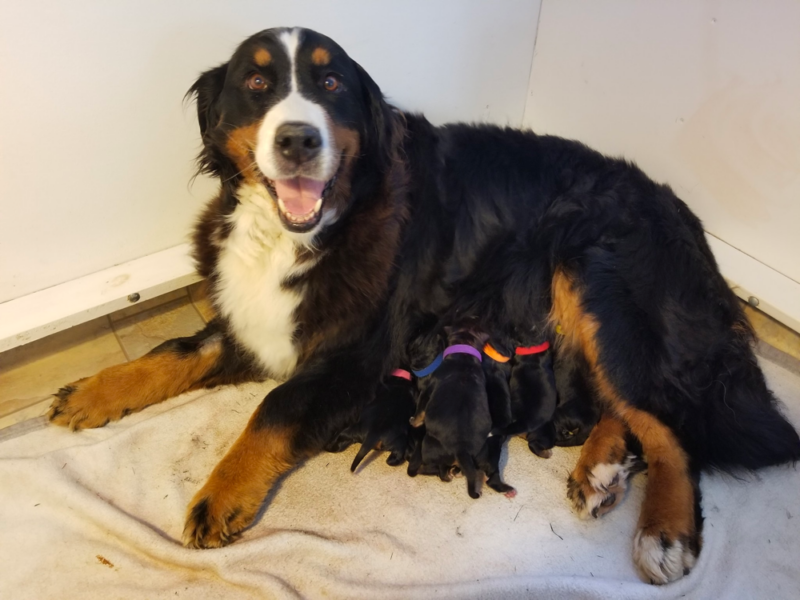 Top 7 Best Bernese Mountain Dog Breeders in Iowa (IA)
