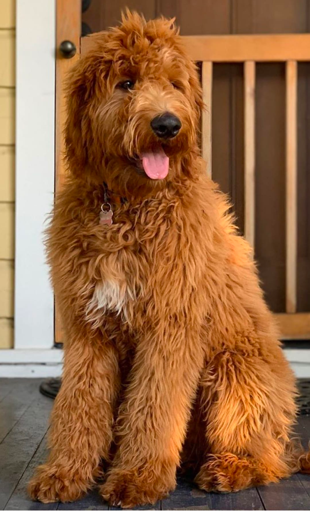 F1 Red 6 month old Goldendoodle