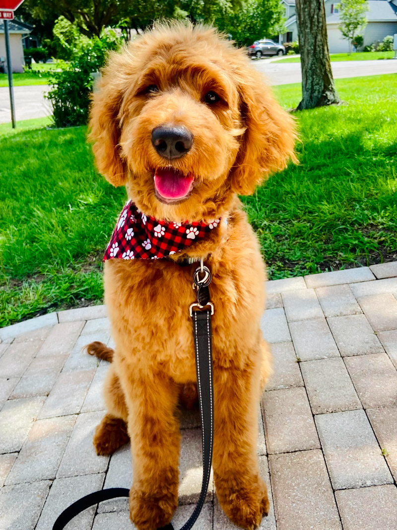 6 month goldendoodle