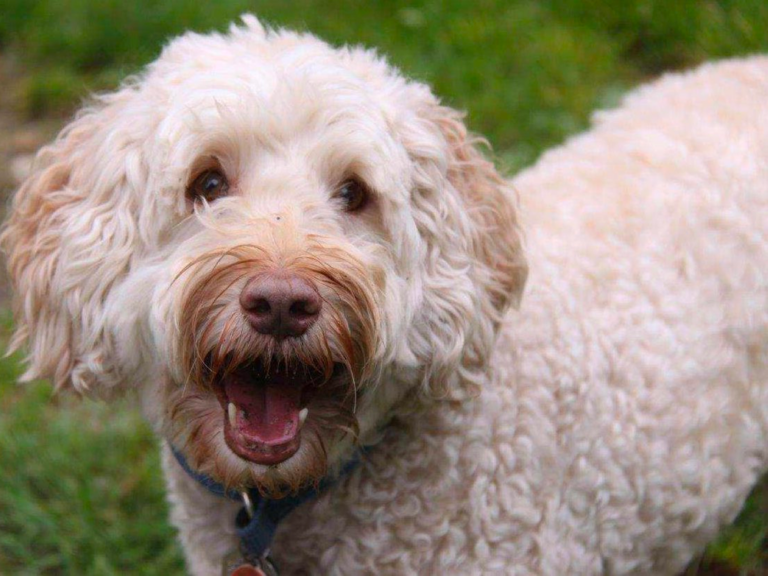 Goldendoodle Rescues In Texas
