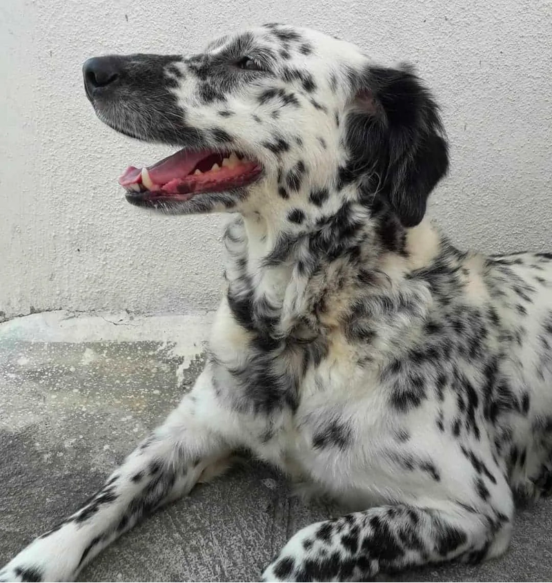 Golden Retriever Dalmatian Mix Intelligence And Cuteness