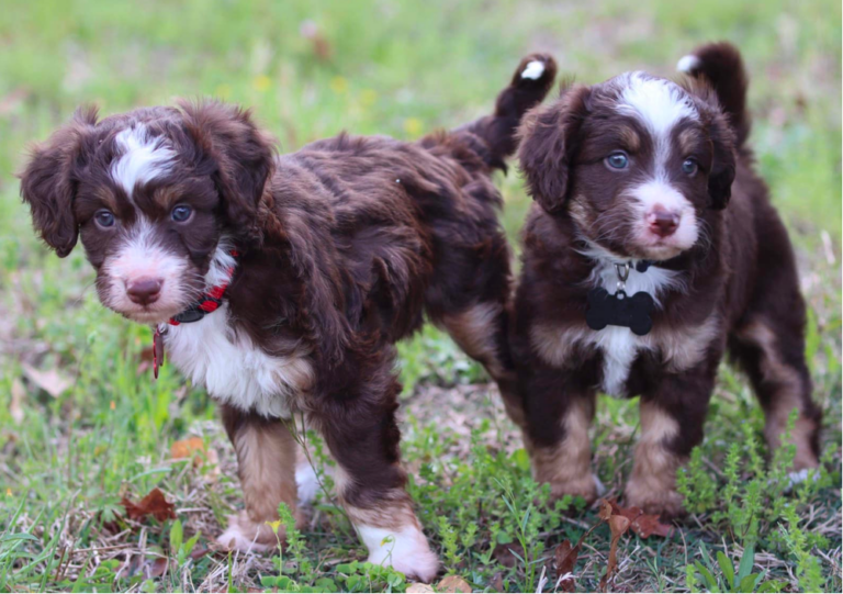 Top 9 Best Bernedoodle Breeders in North Carolina (NC)
