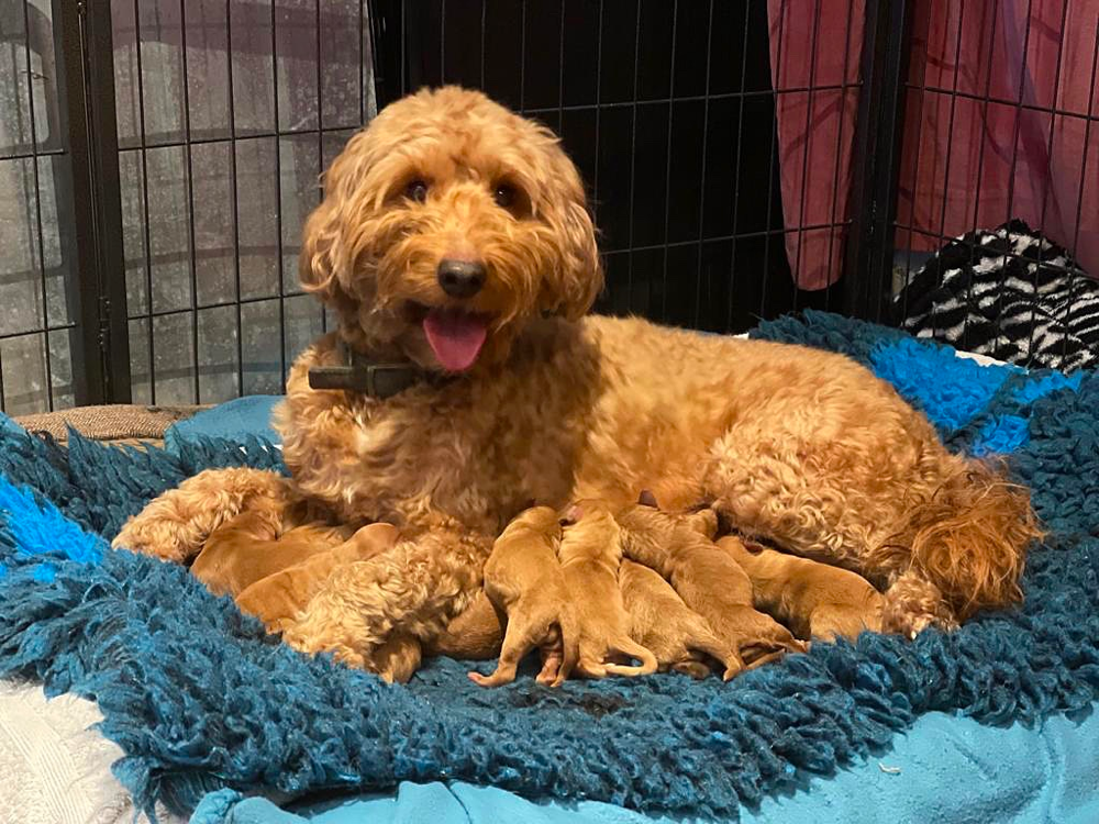 Multigen Goldendoodle breeders