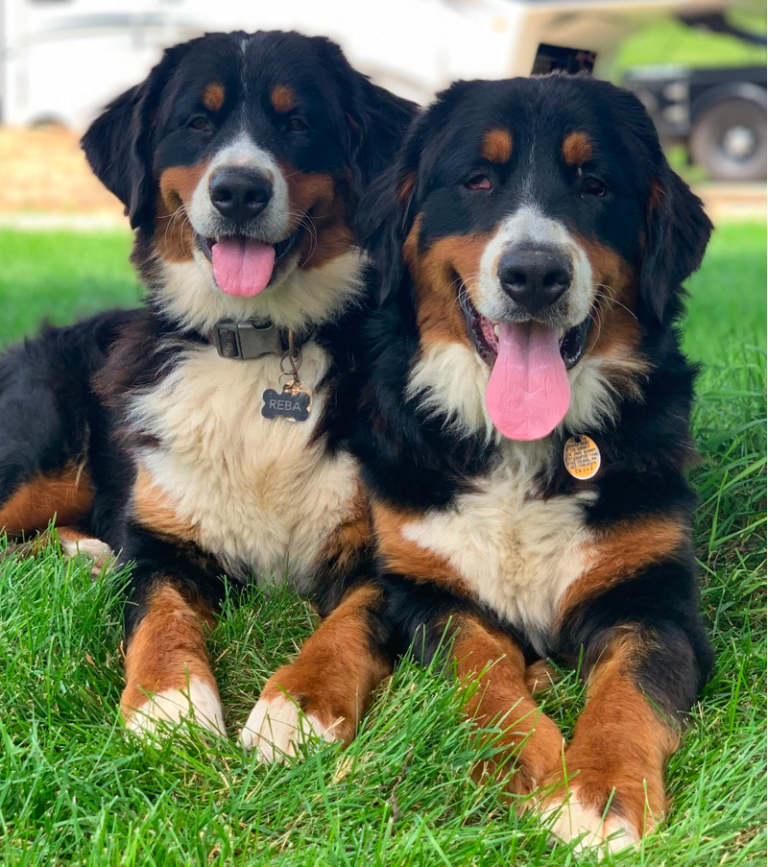 Top 6 Best Bernese Mountain Dog Breeders in Minnesota (MN)