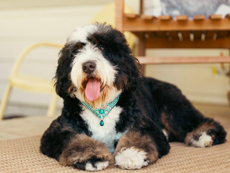 Top 9 Best Bernedoodle Breeders in California (CA)