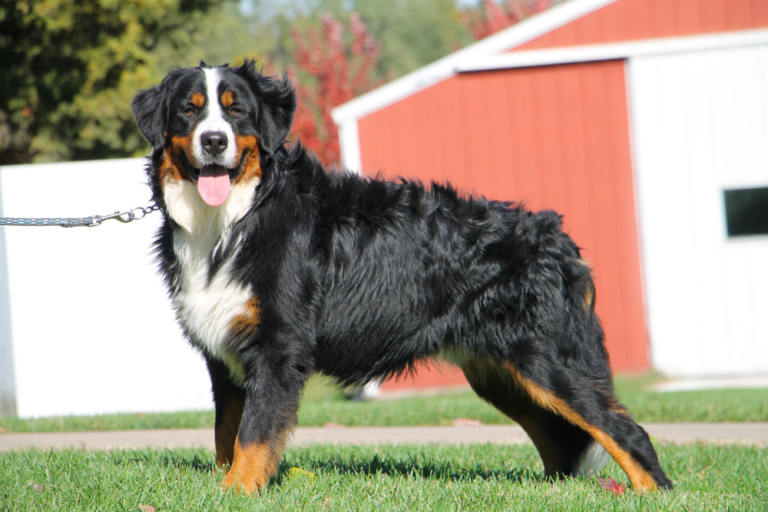 Top 7 Best Bernese Mountain Dog Breeders in Iowa (IA)