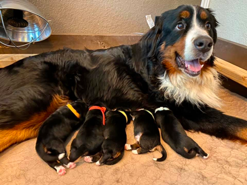 Top 7 Best Bernese Mountain Dog Breeders in Iowa (IA)