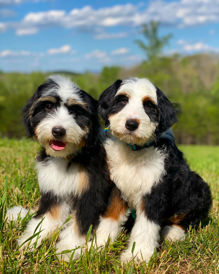 Top 9 Best Bernedoodle Breeders in North Carolina (NC)