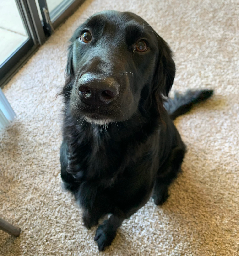 dalmatian golden retriever mix