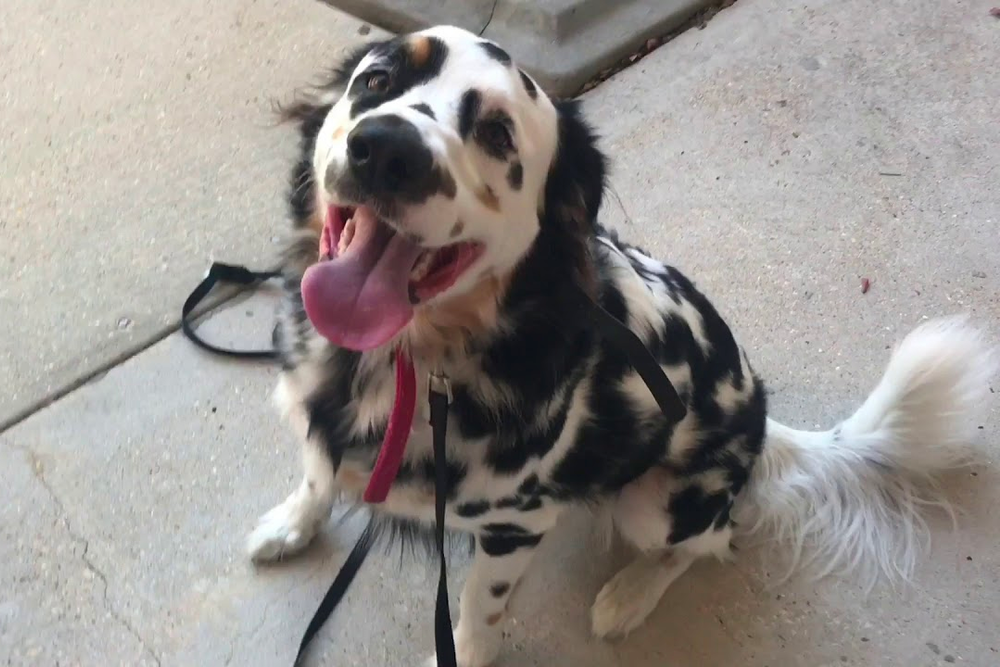 golden retriever and dalmatian mix