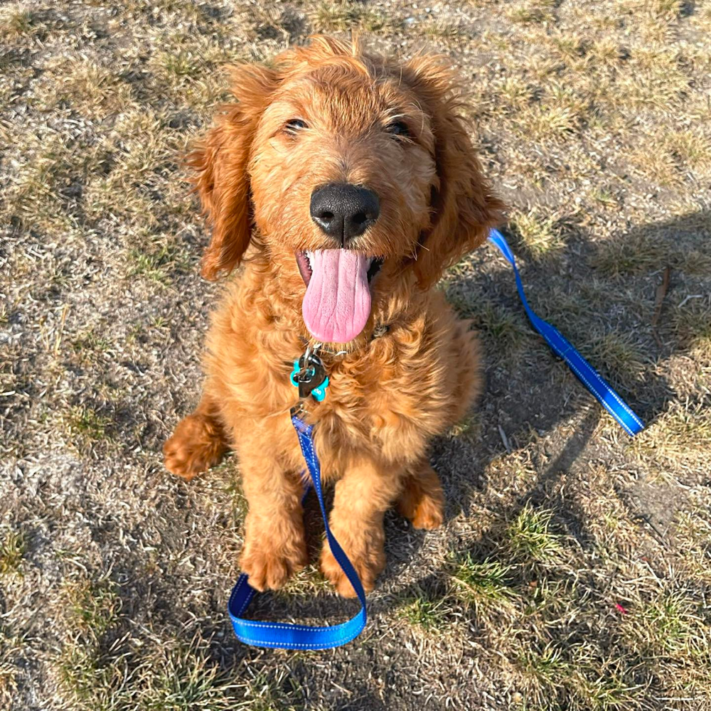 goldendoodle 4 months old