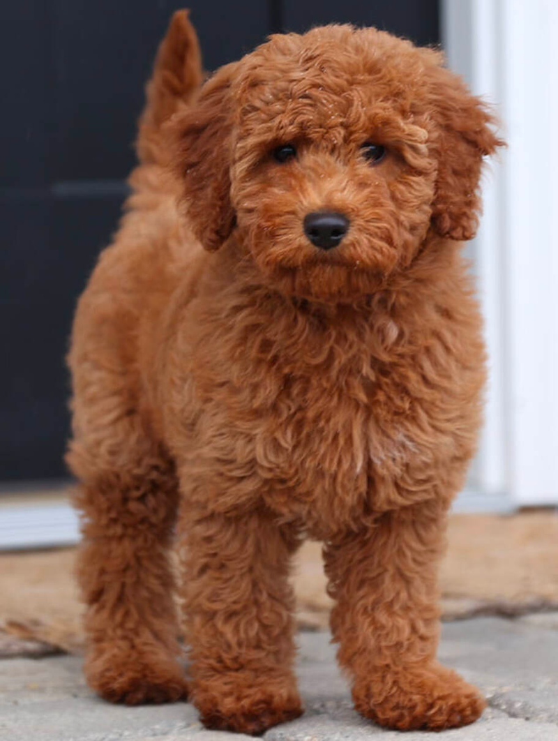 goldendoodle 8 weeks