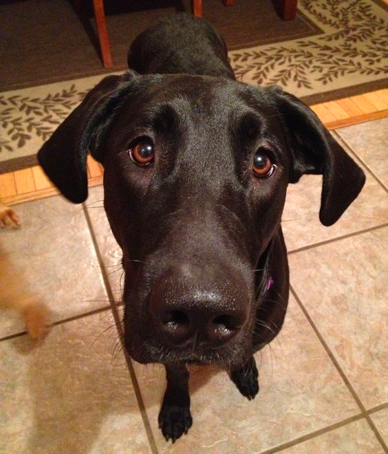 Black Great Dane Golden Retriever Mix