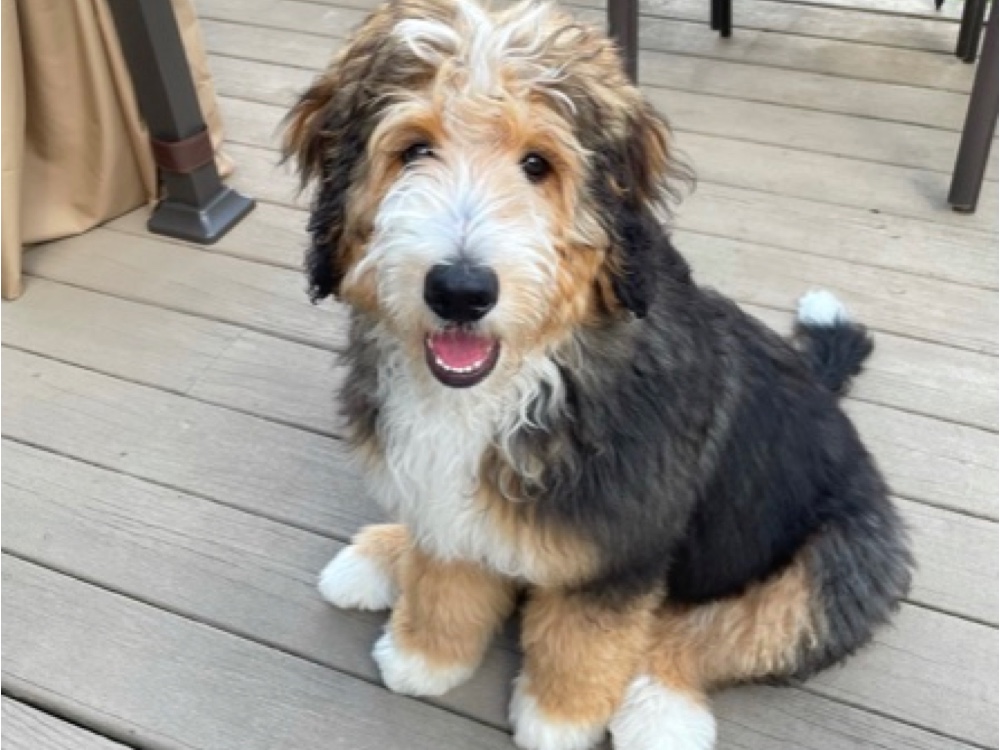 Champion Of The Heart Bernedoodle