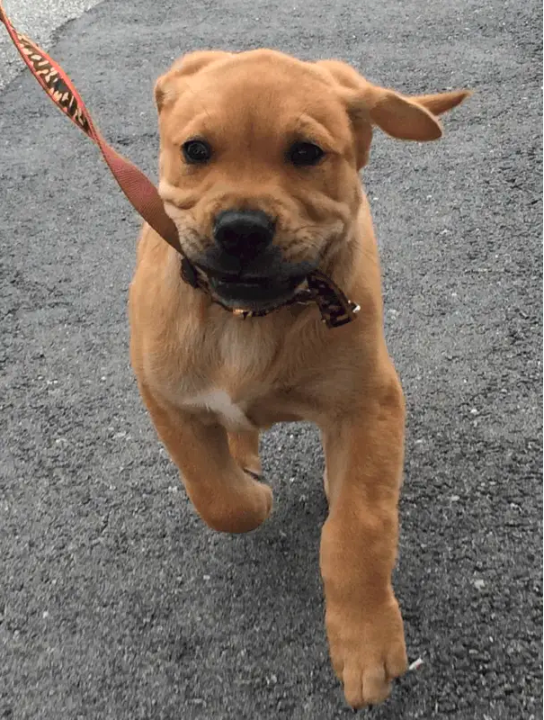 Golden Retriever Pitbull Mix