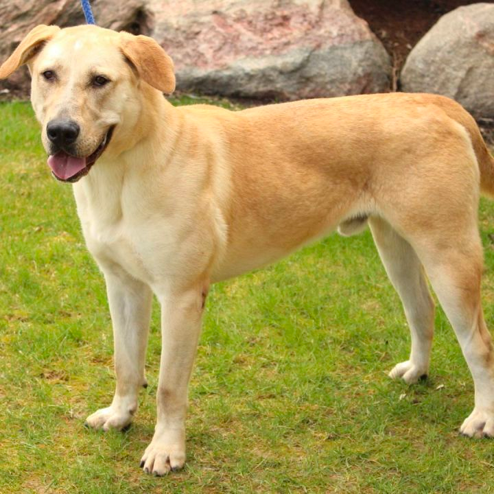 Great Dane Golden Retriever Mix Appearance