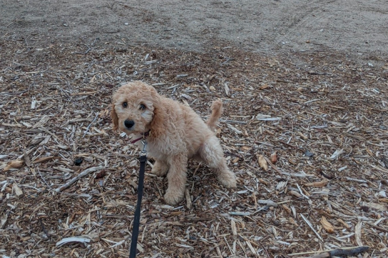 How to Potty Train a Goldendoodle Puppy
