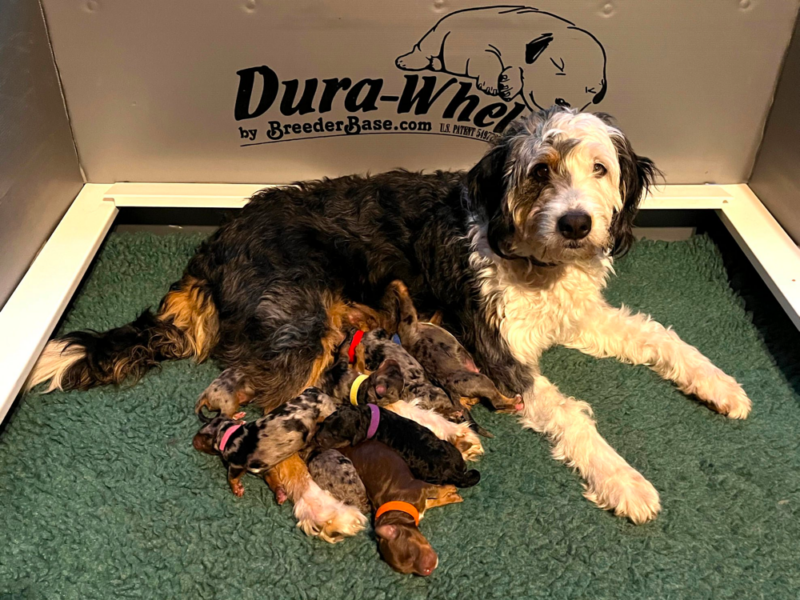 Top 10 Best Bernedoodle Breeders in Wisconsin (WI)