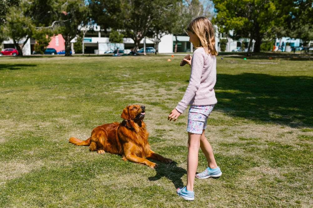 are golden retrievers good guard dogs