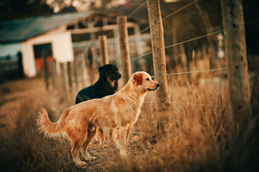 are golden retrievers protective