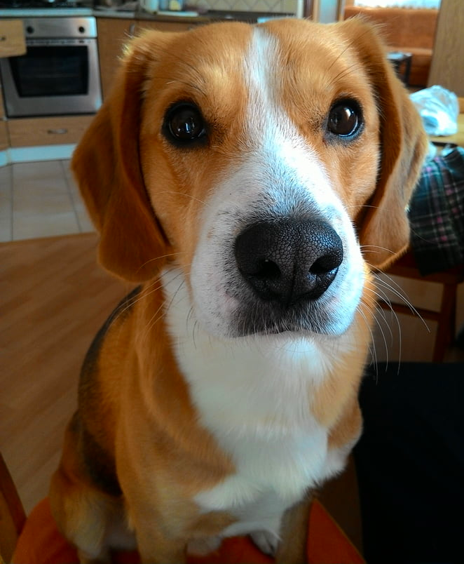 beagle golden retriever mix